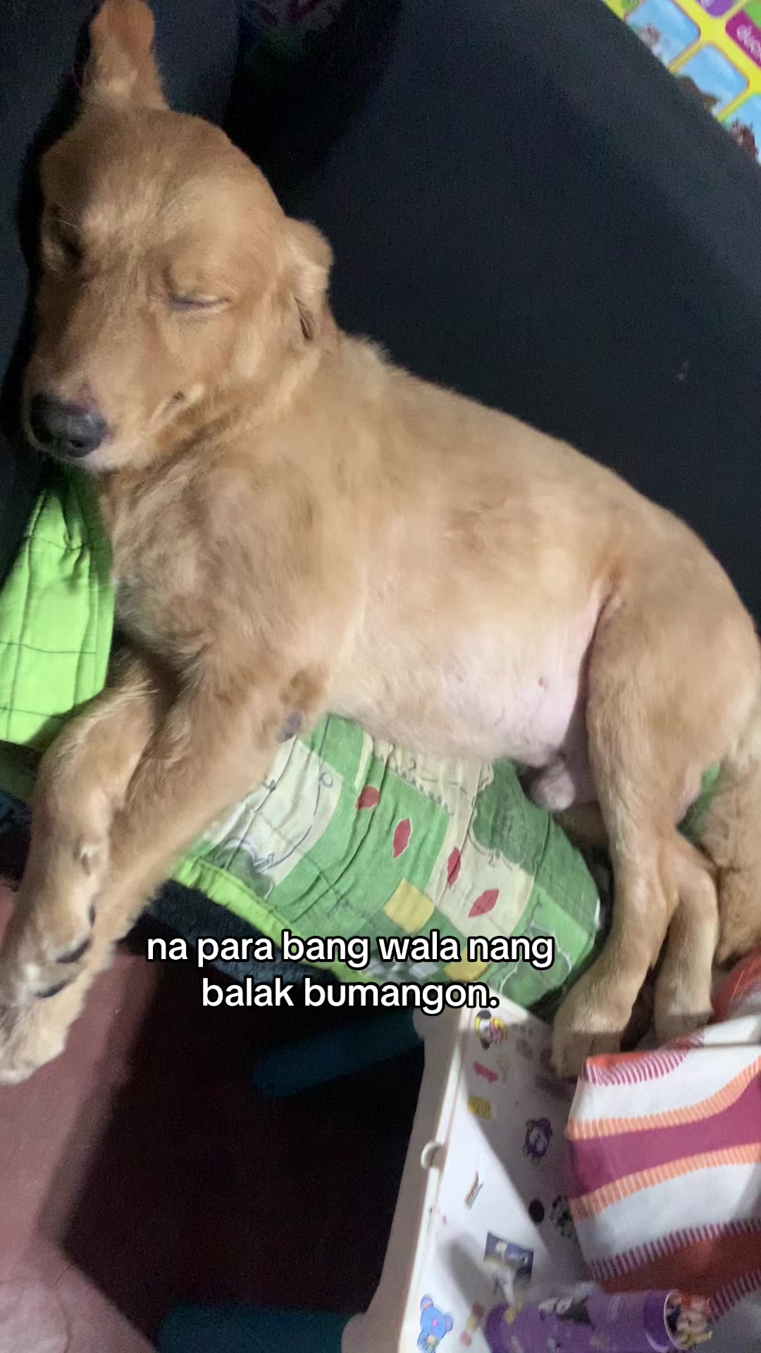 @Elmo 🐶