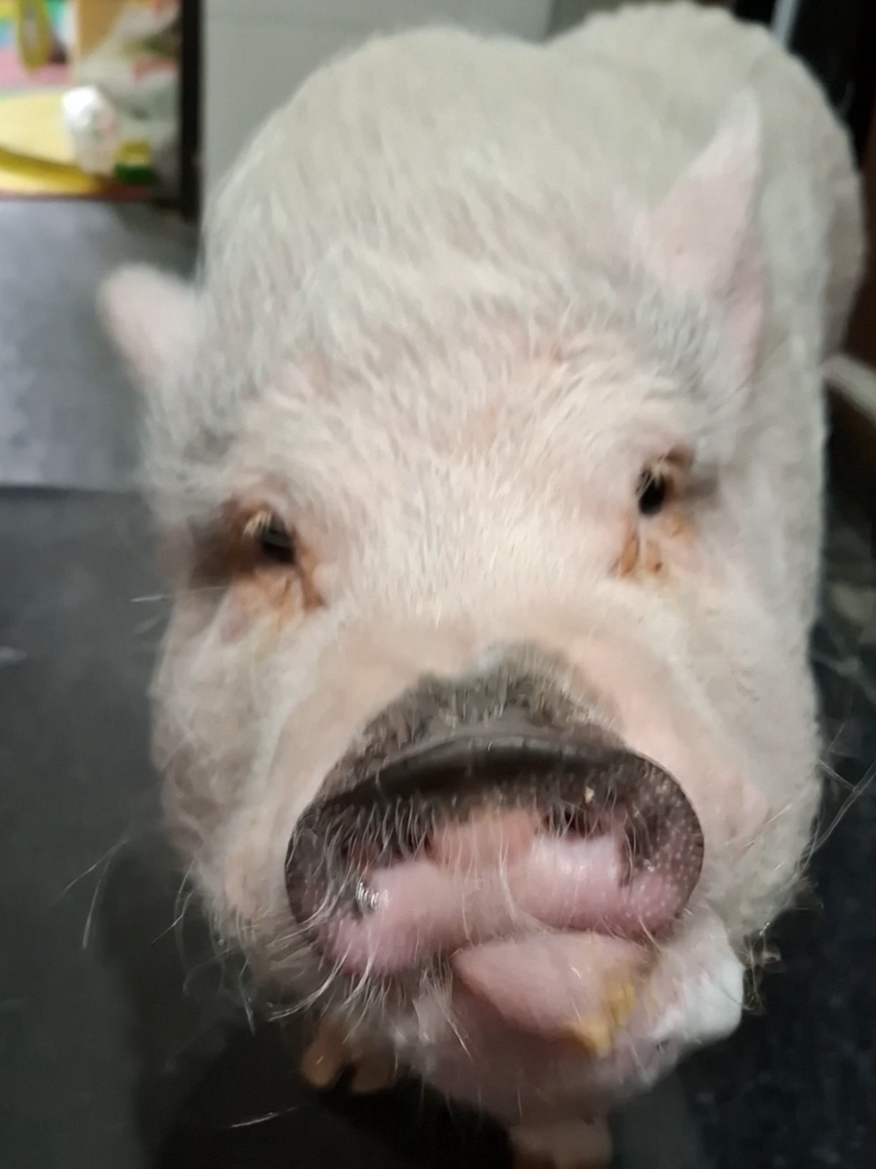 @🐷Ibi.pig🐷