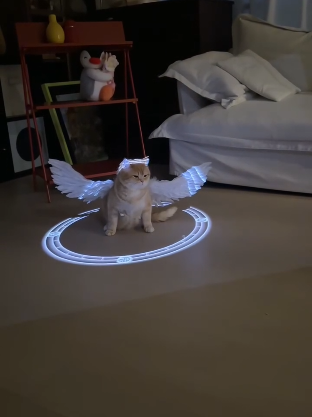 @Chonky World Of Cats
