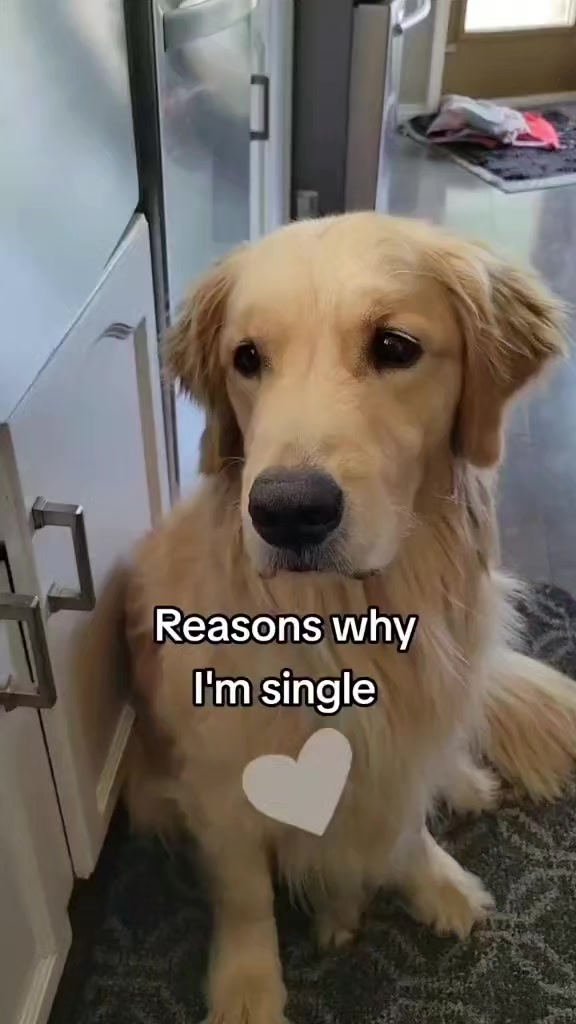 @🐶Griffin