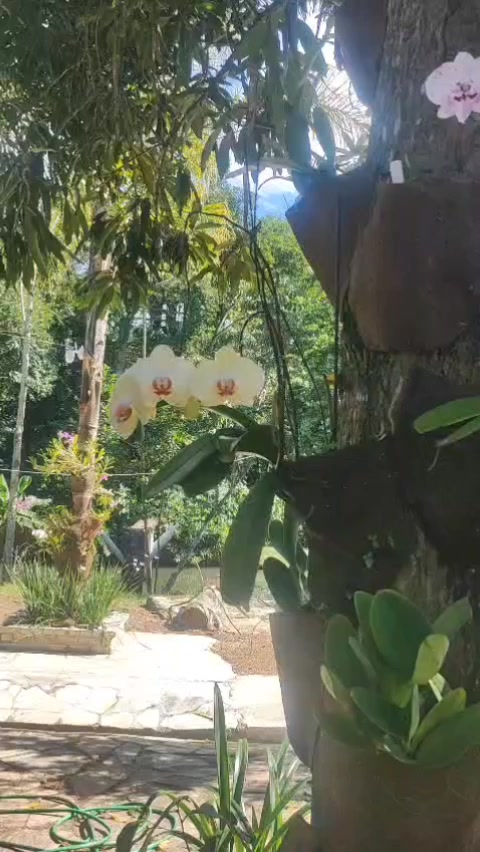 @Sítio Encanto das Orquídeas