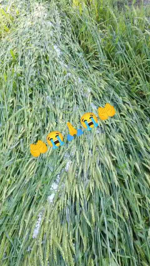 @طارق بلوچ