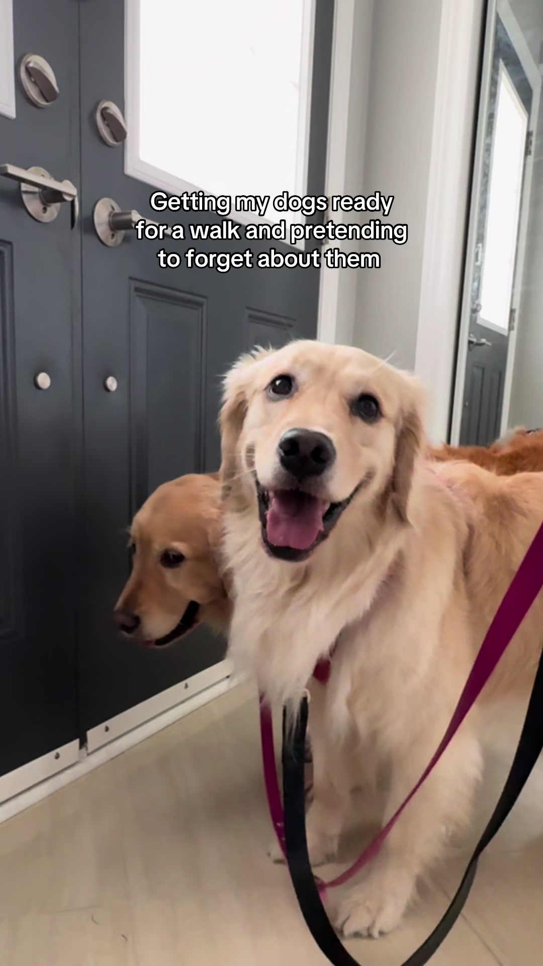 @Daisy & Maple the Goldens