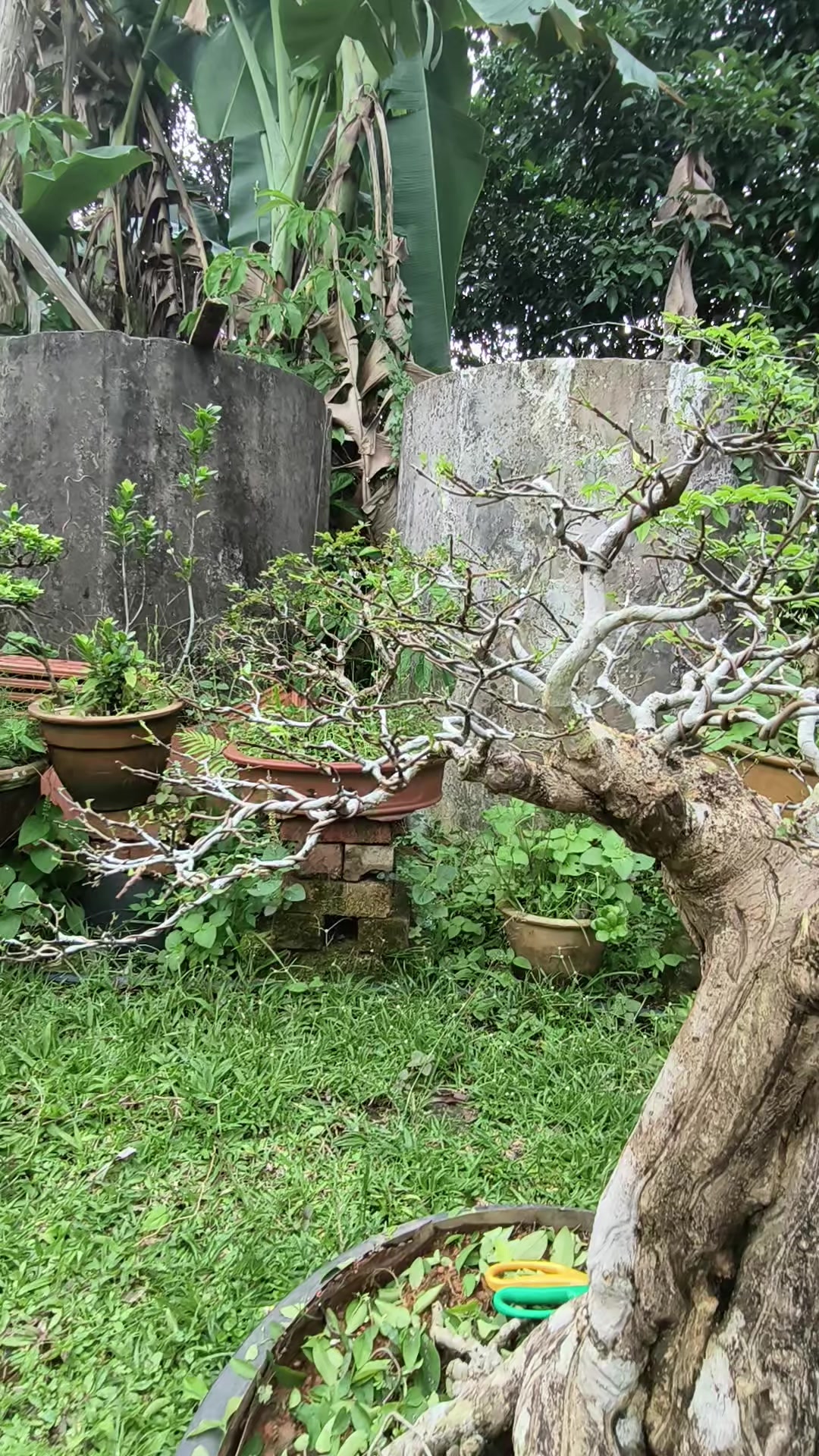@ONE BONSAI JB