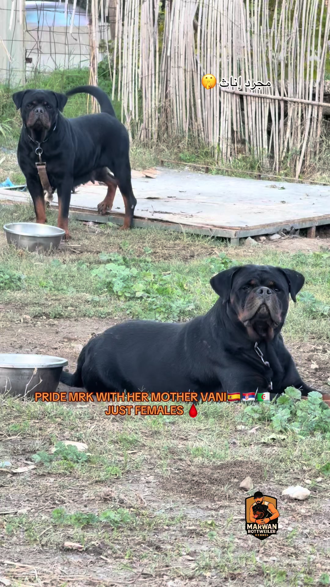 @Marwan Rottweiler-ke