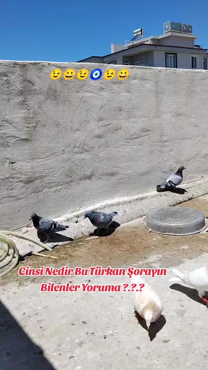 @&Ccedil;İLOĞLU KLASİĞİ