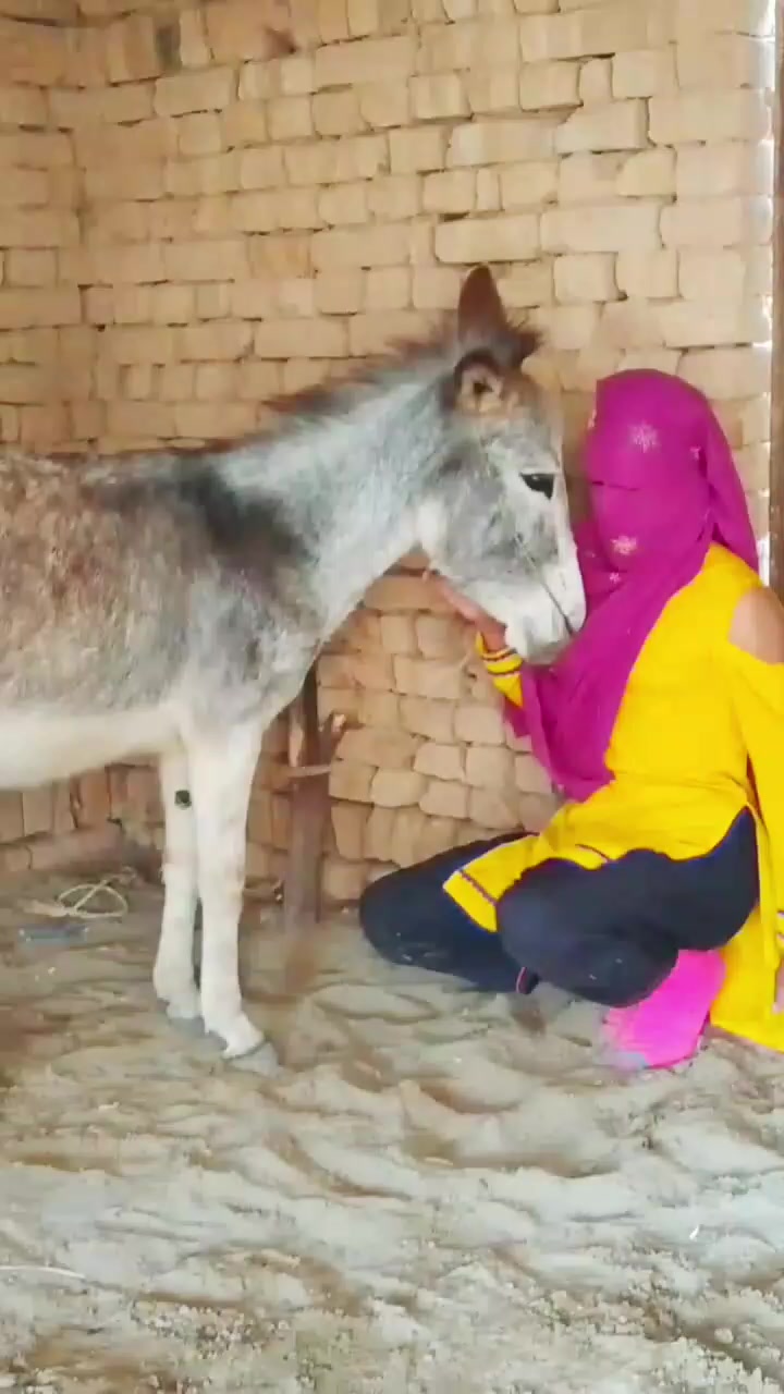 @animals053