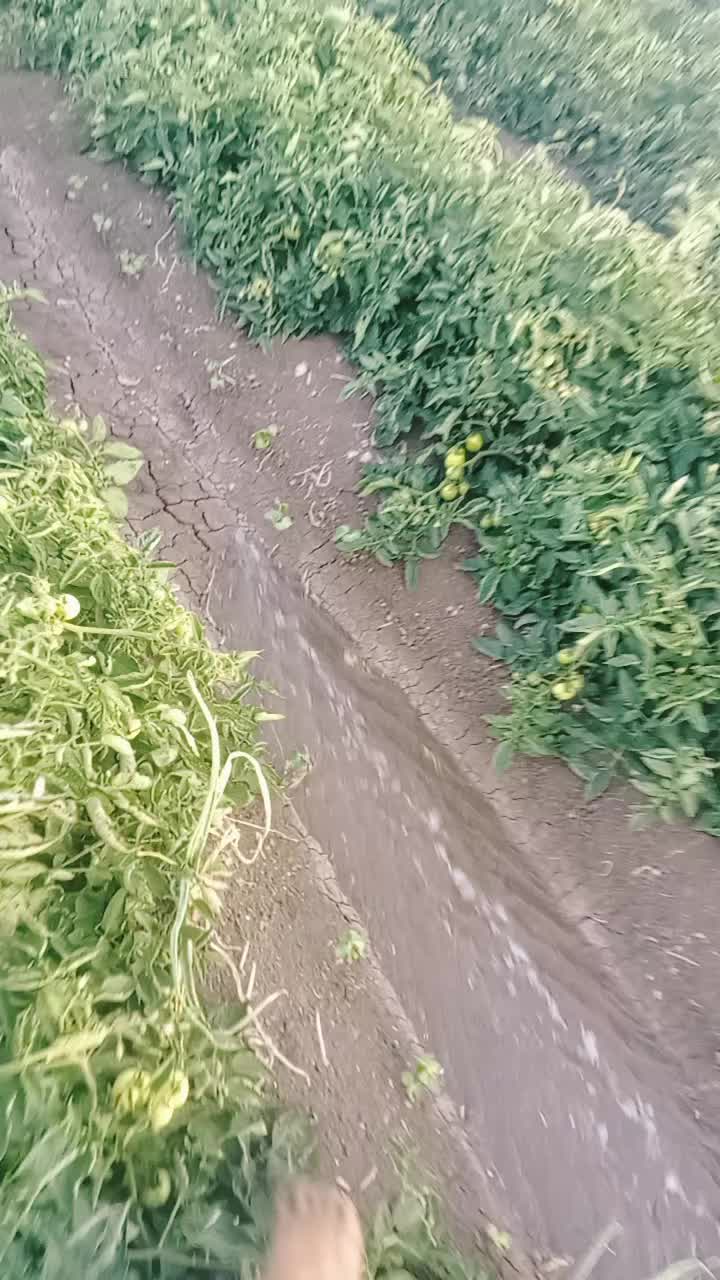 @على المرسي