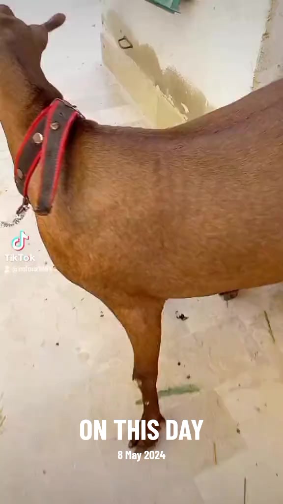 @Mustafa Goats