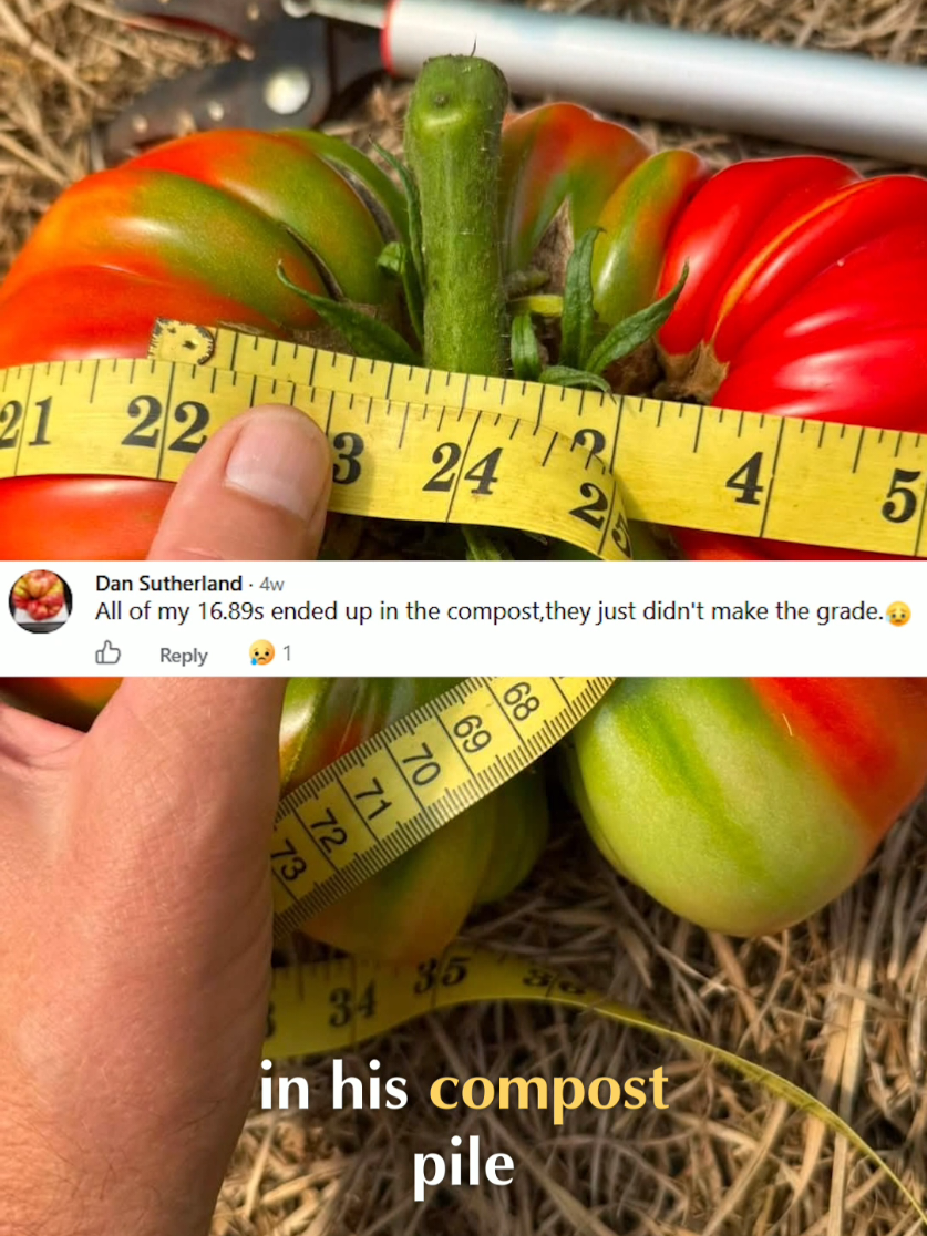 @Pumpkinista
