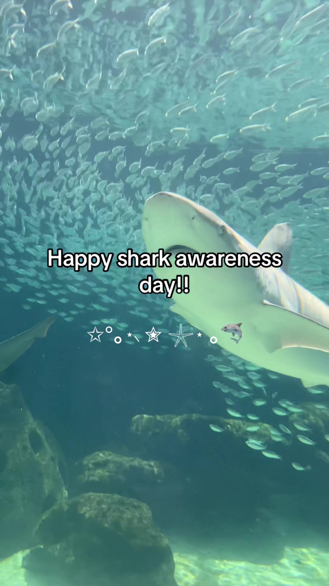 @Sada! 🦈🫧🪸