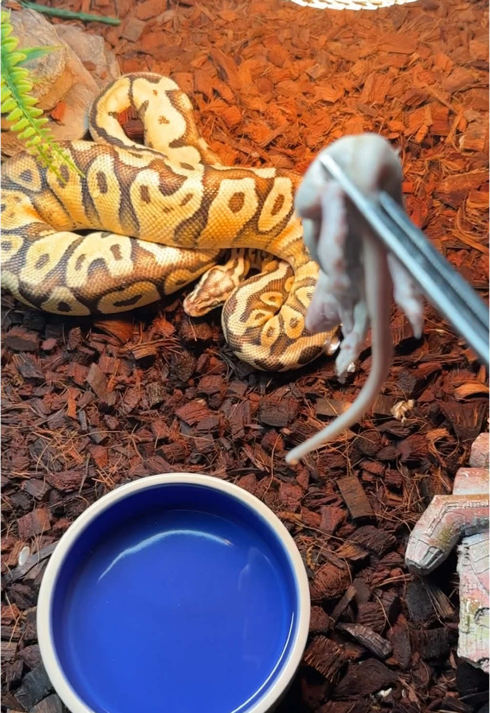 @Jax&rsquo;s Reptiles!