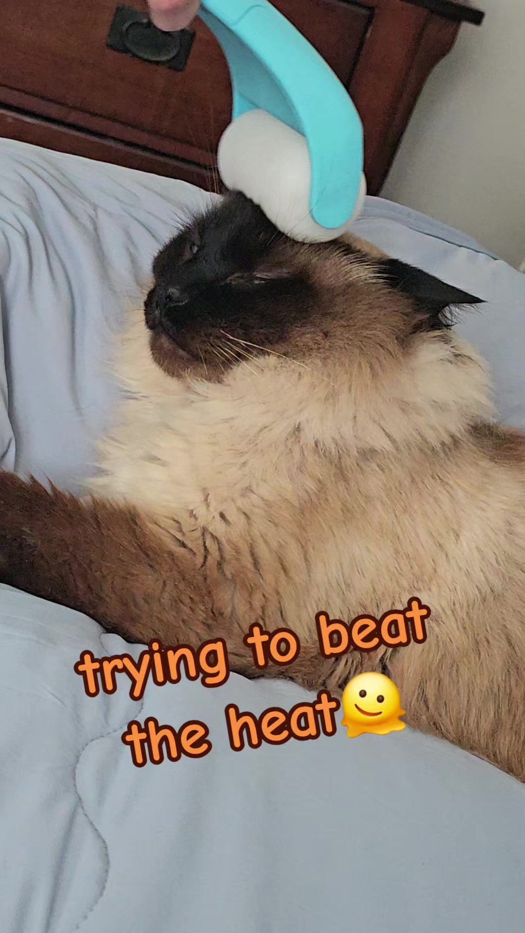 @PicklesTheCat2