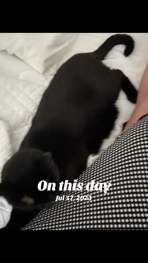 @Oscar Jeremy the cat!