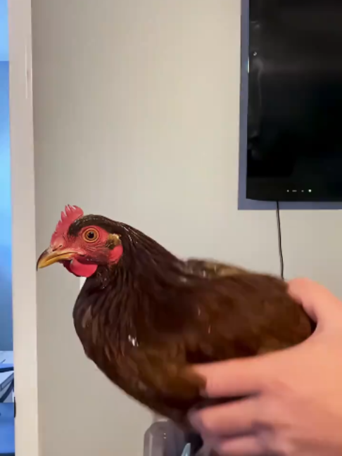 @coolczb