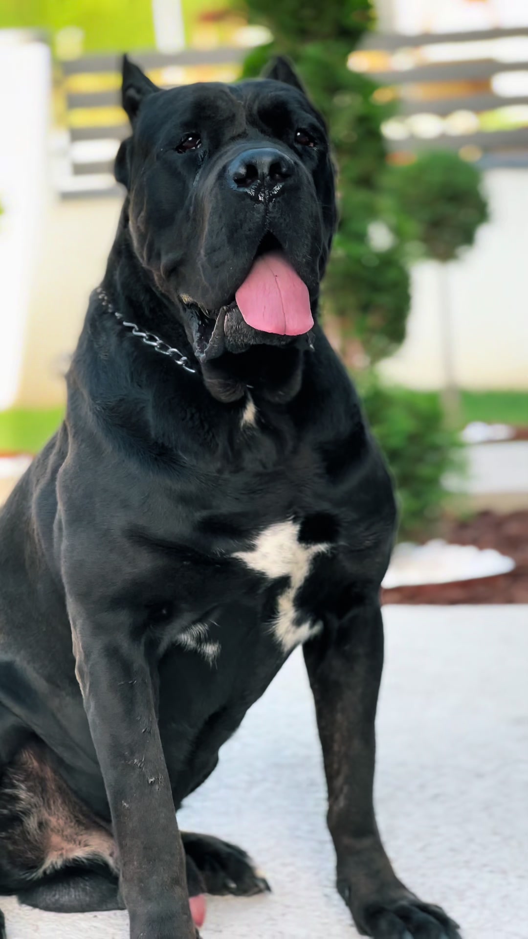 @CANE CORSO CLUB