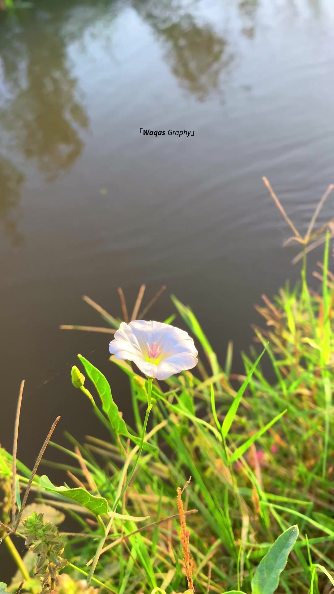 @𝙒𝙖𝙦𝙖𝙨 𝘎𝘳𝘢𝘱𝘩𝘺