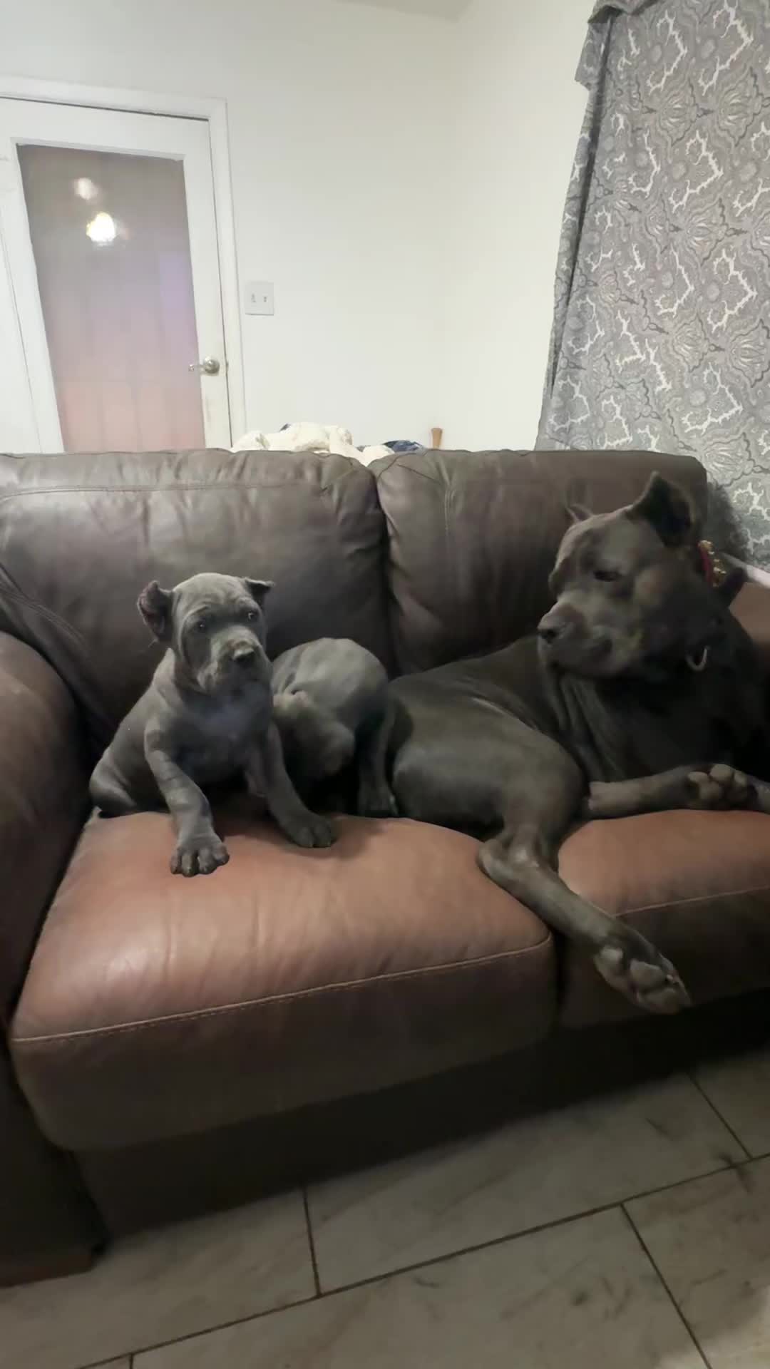 @canecorsoblackguardianz