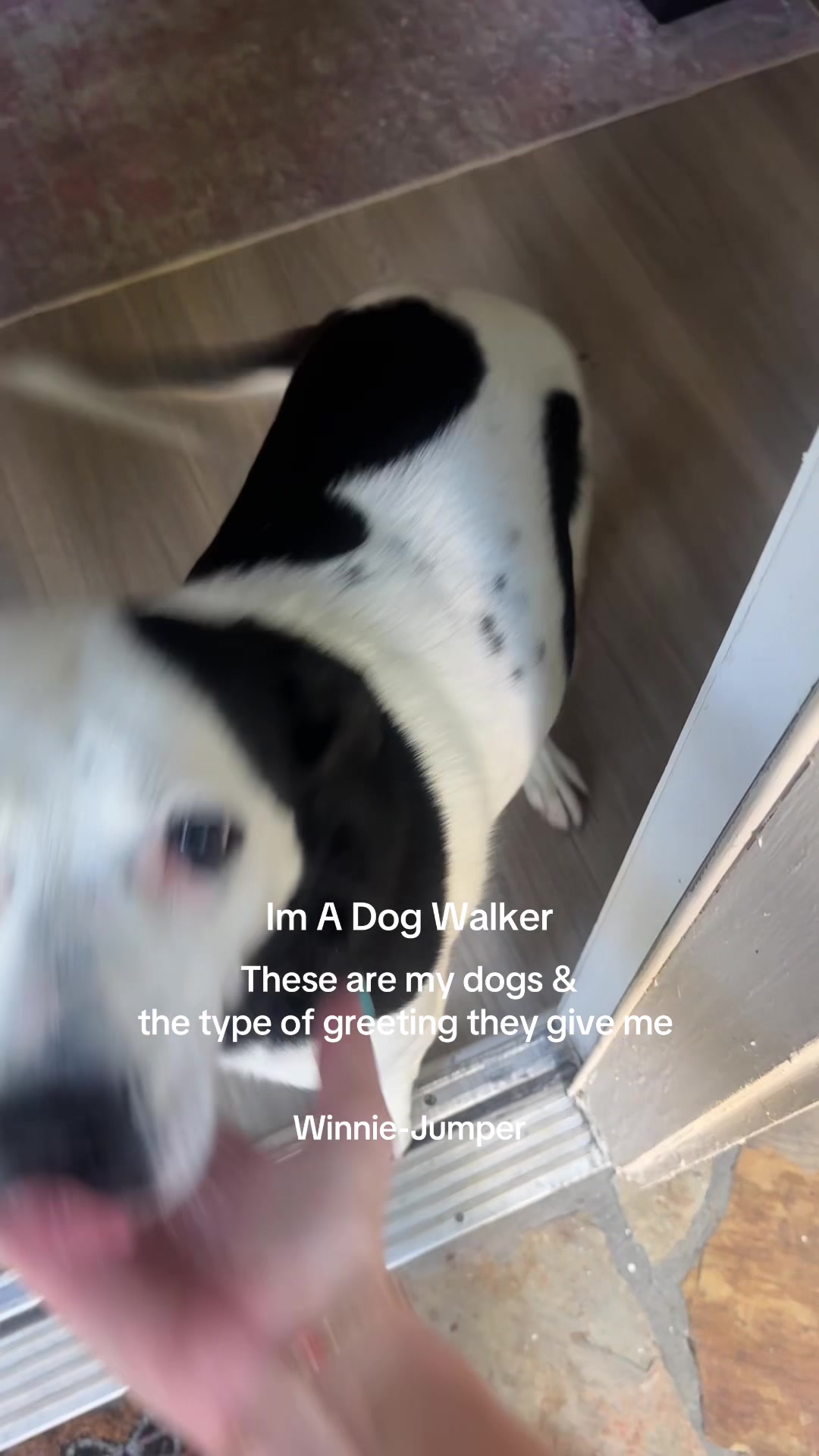 @dallasdogwalker