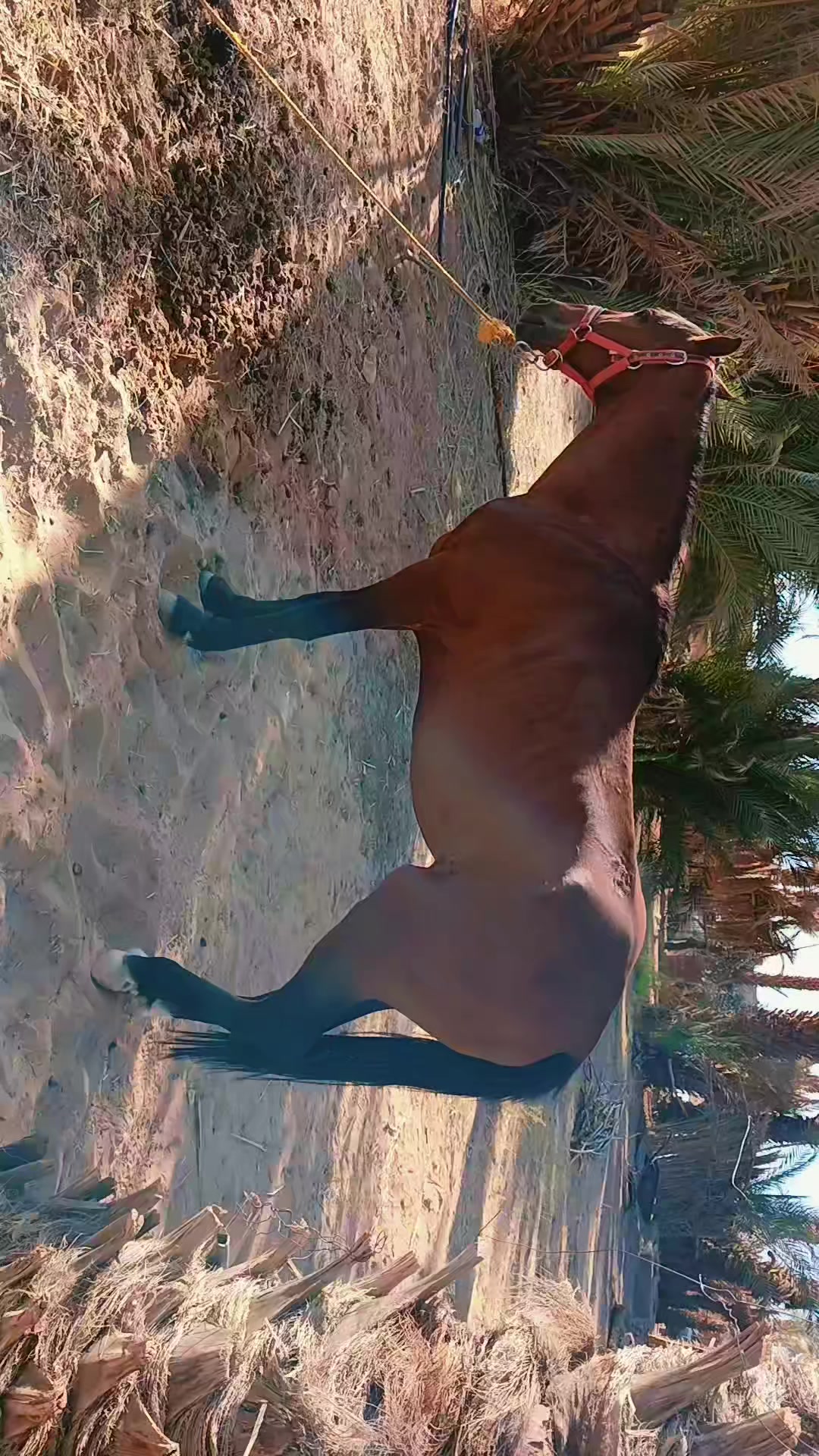@(البُحيري)87