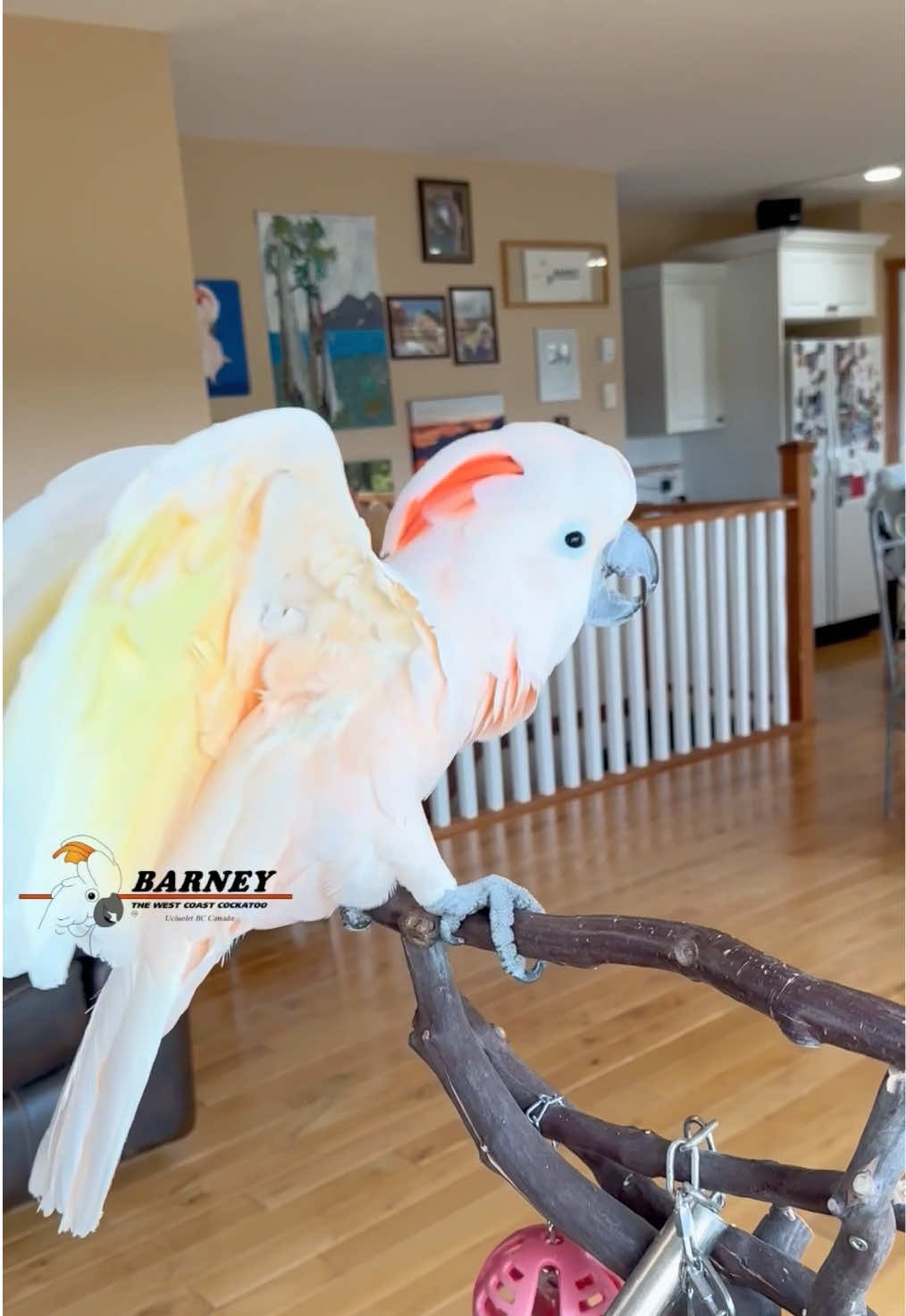 @Barney the West Coast Cockatoo