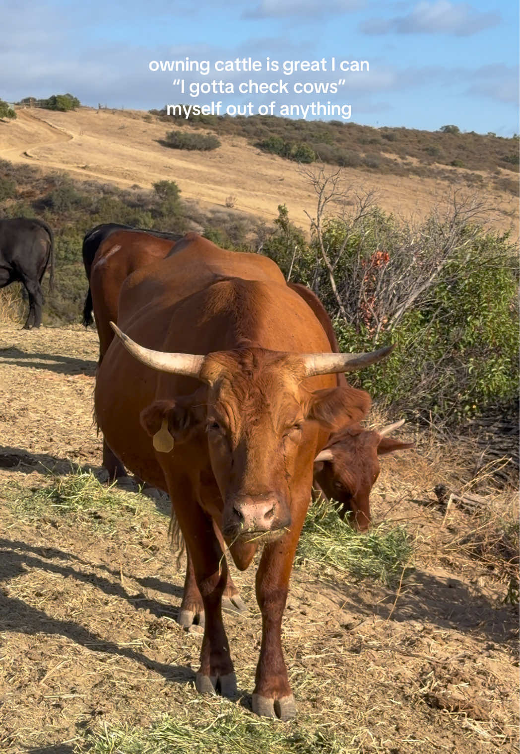 @hvrcattle