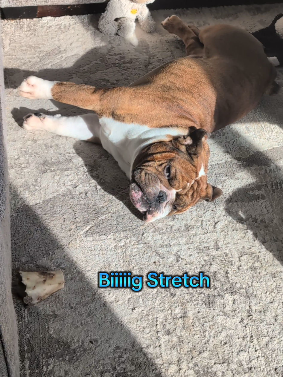 @Vinny The Bulldog