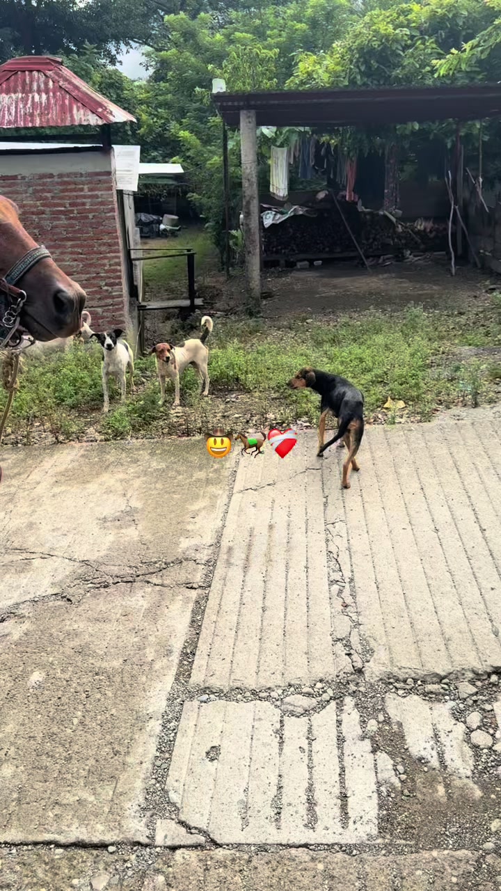 @Bandido De Amores 🥴