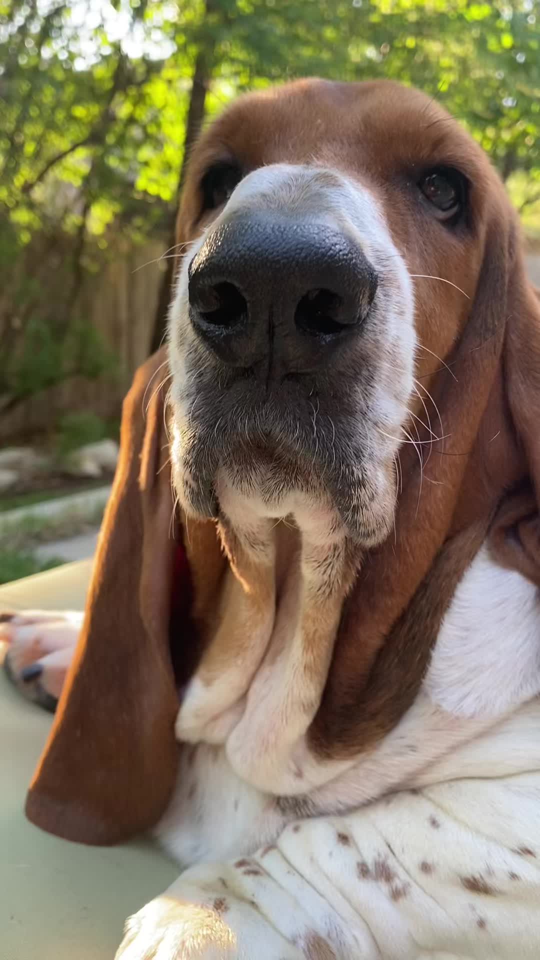 @baudelairethebasset