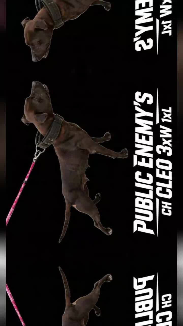 @SAAPBT_GAMEDOGS