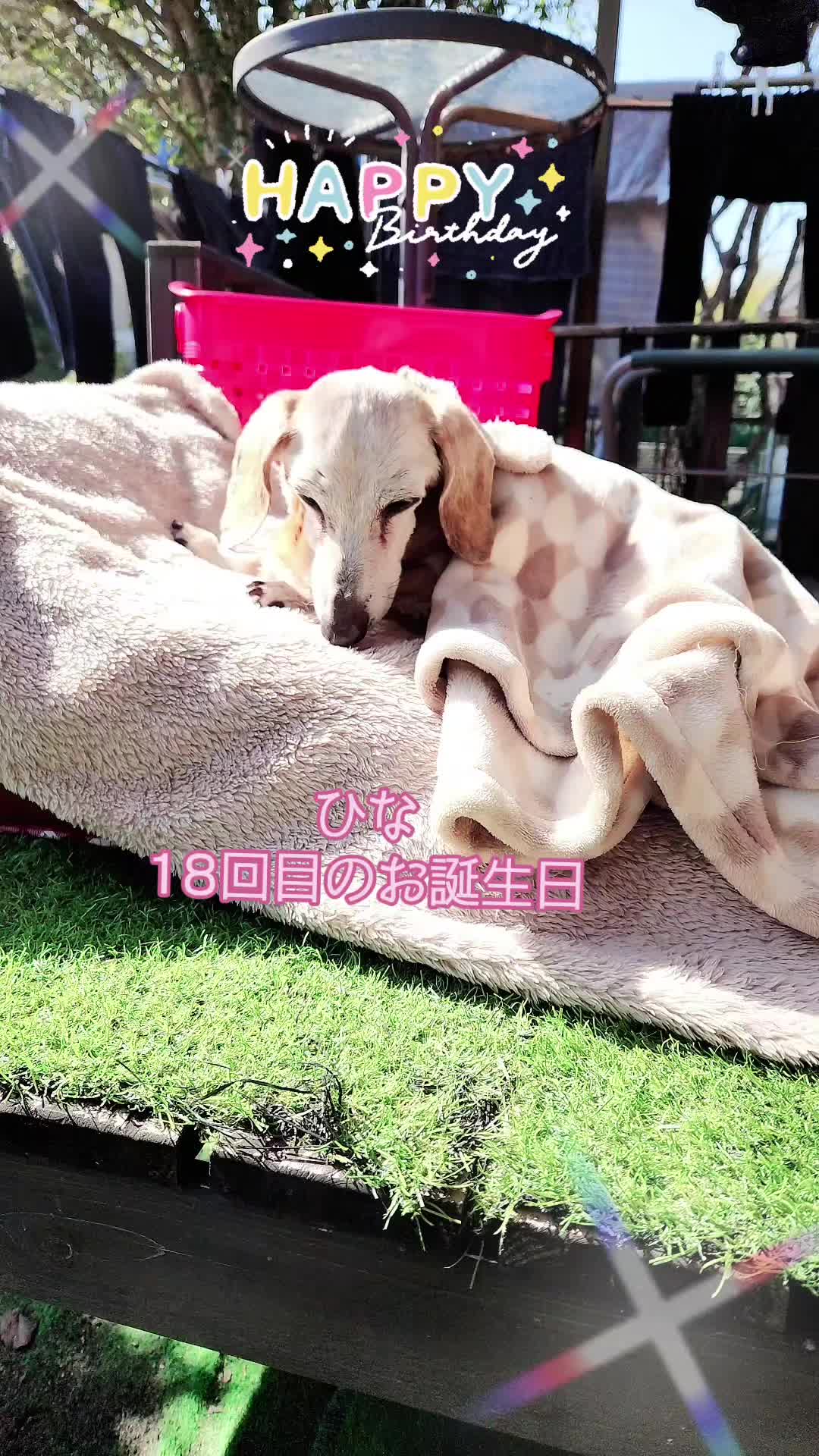 @杏蜜～5dogs and family～