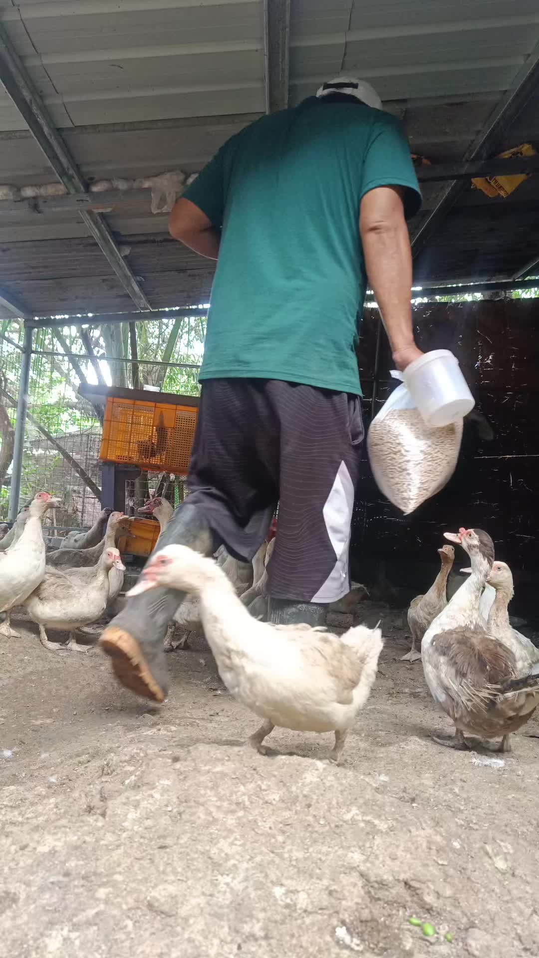 @lavins farm