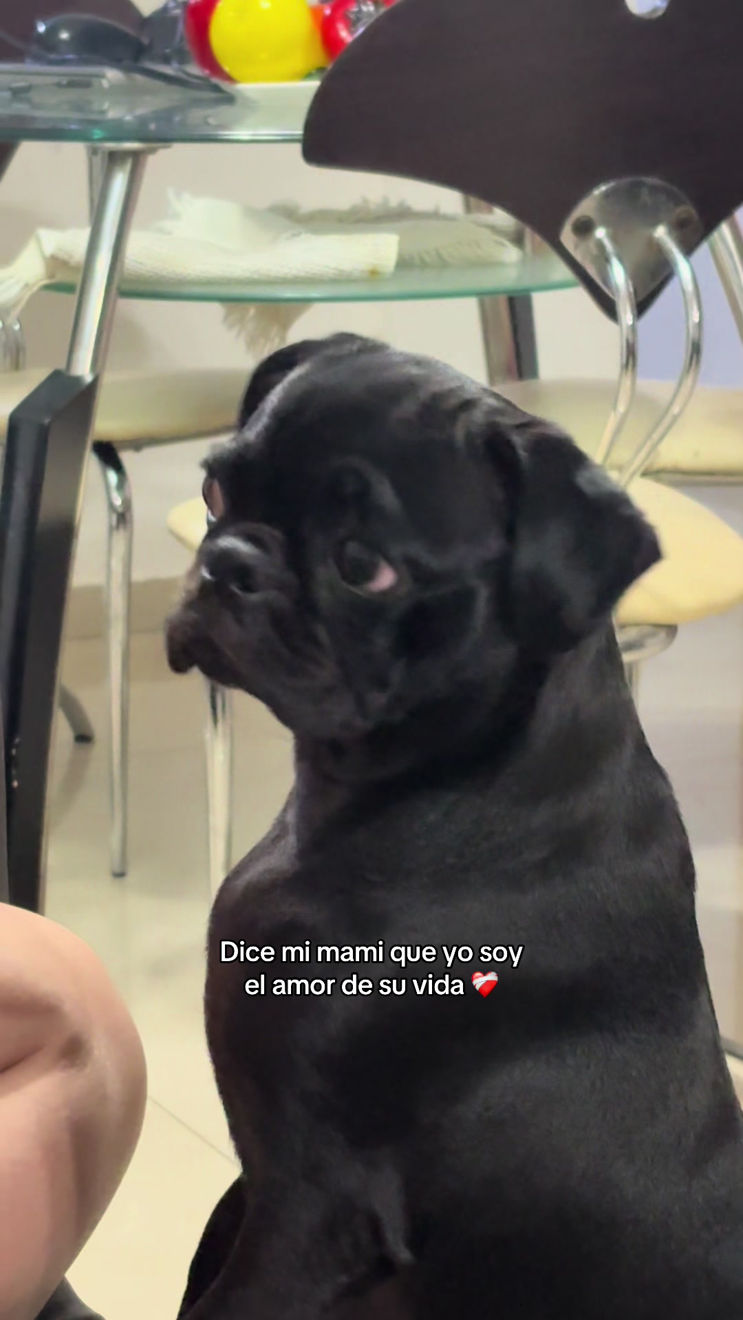 @BRUNNA PUG | PET LIFESTYLE 🐾