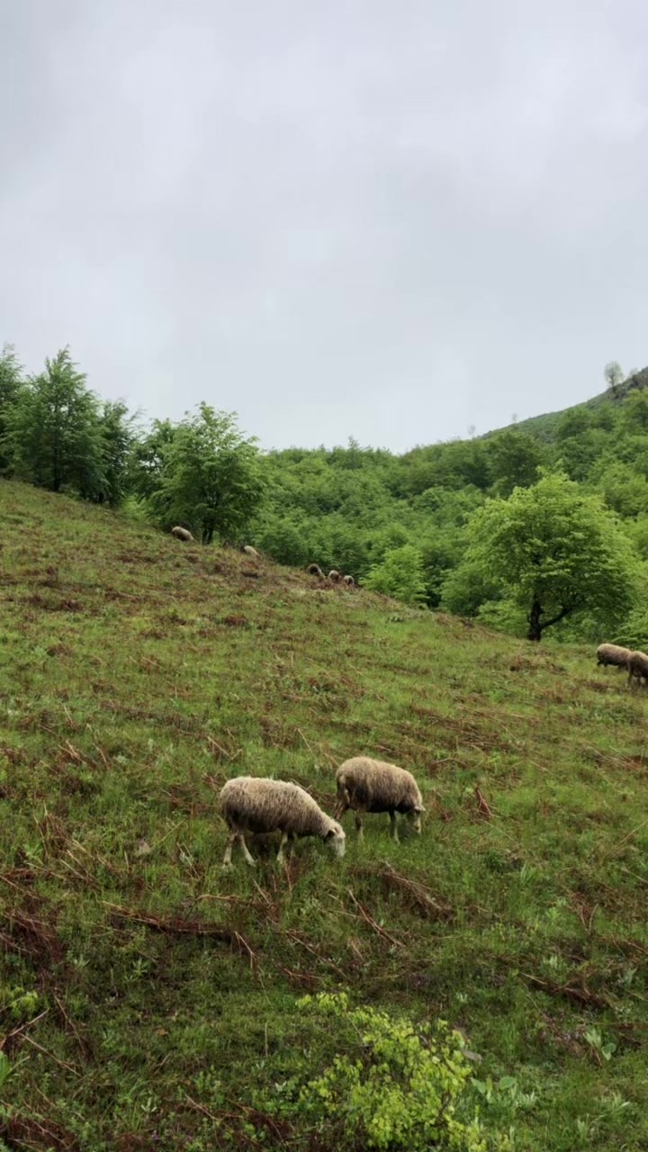@Blektoria_Deda🐑🐑