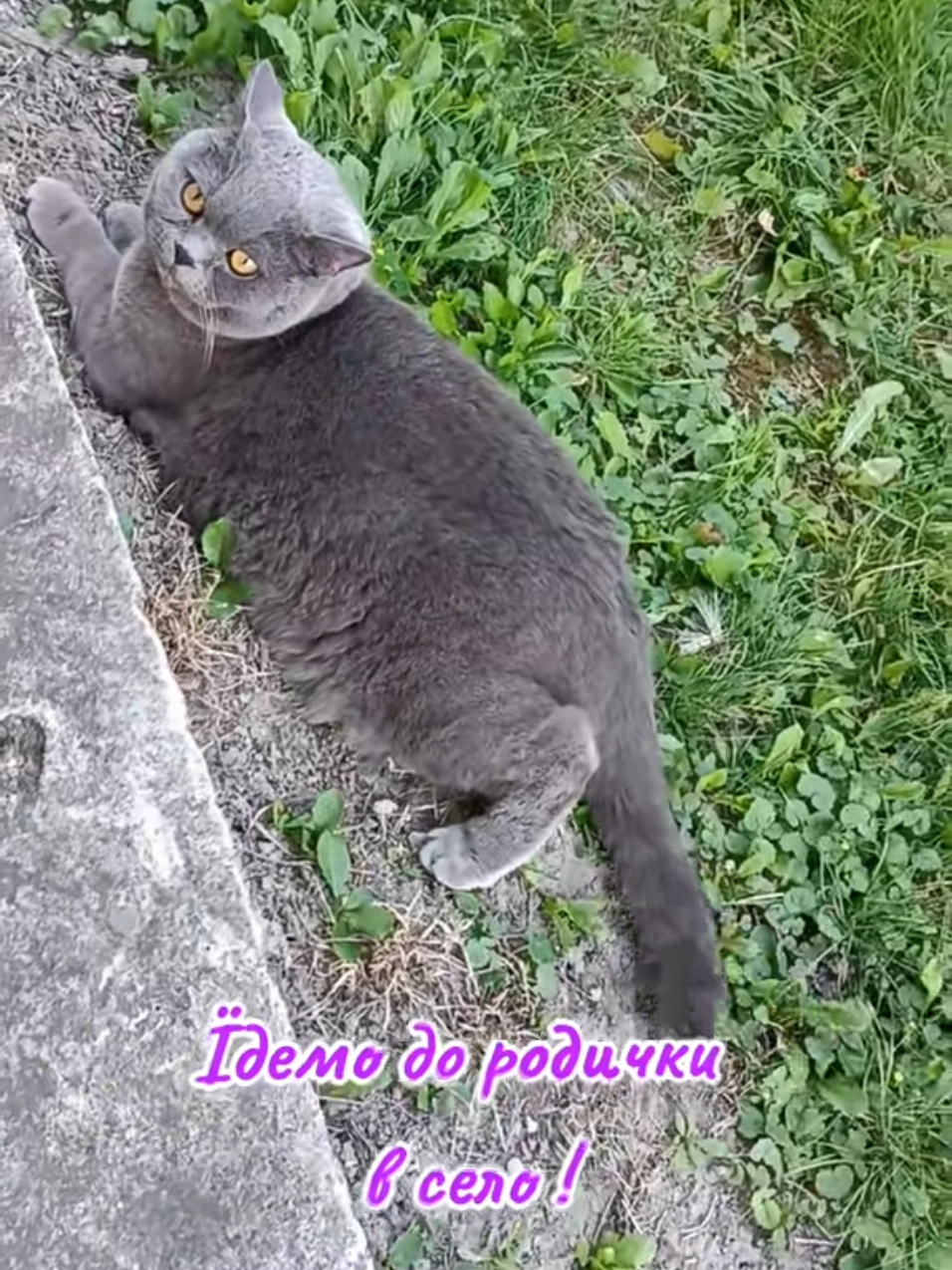 @Svitlana