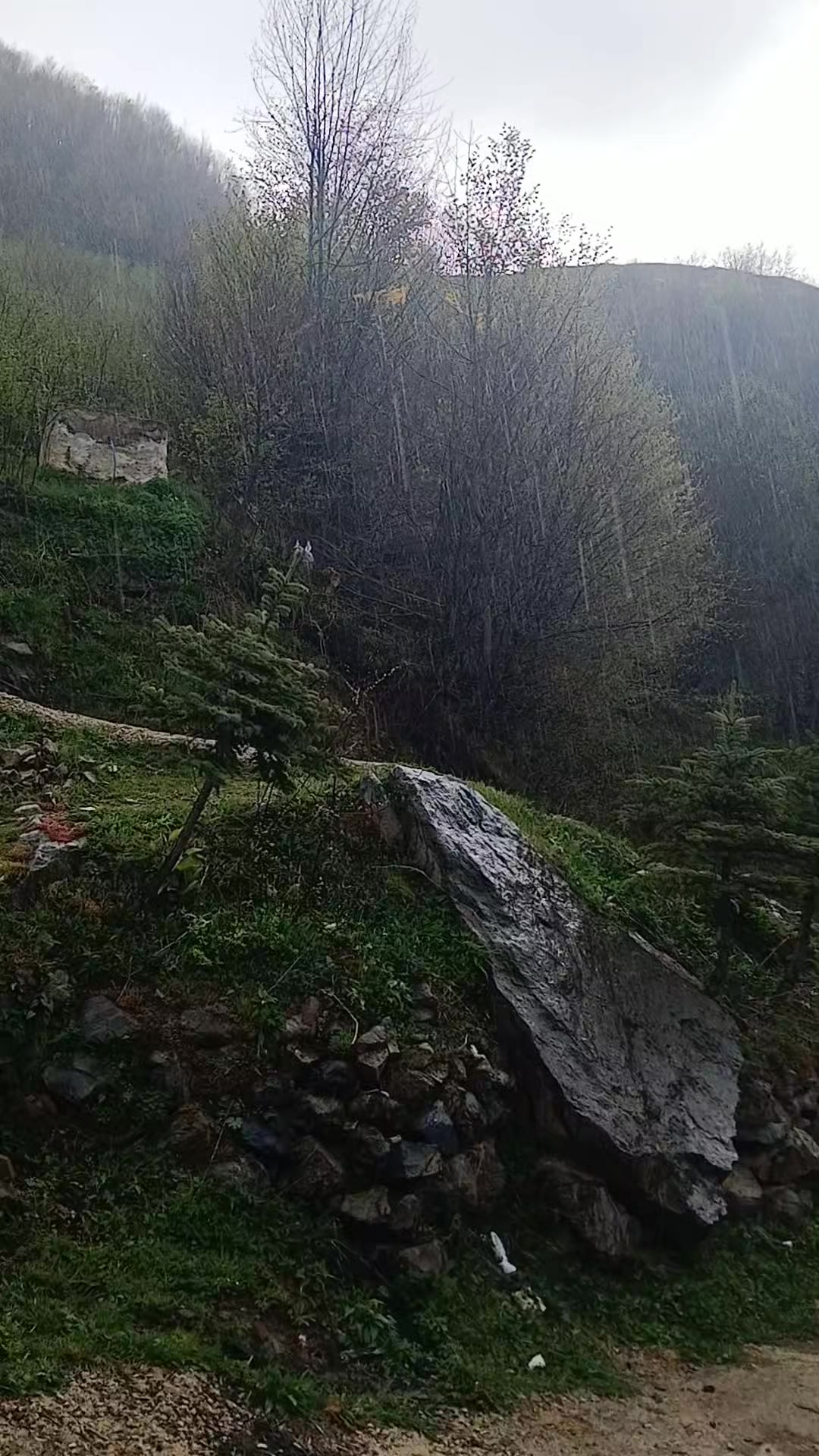 @meşüre memiş
