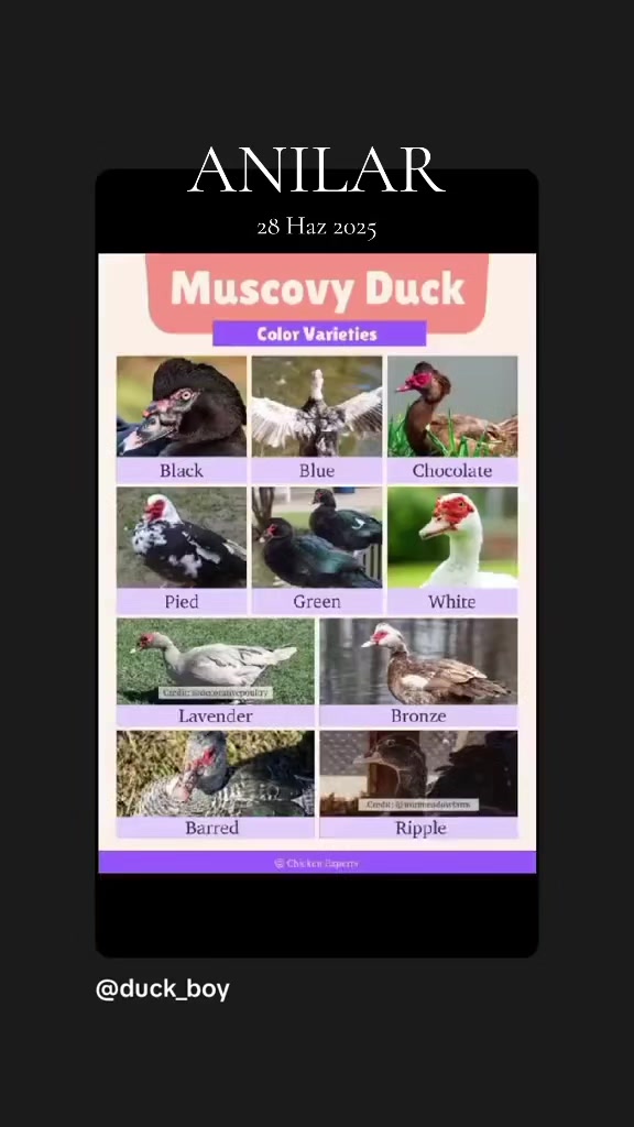 @MAŞTAĞA_QUŞCULUĞ
