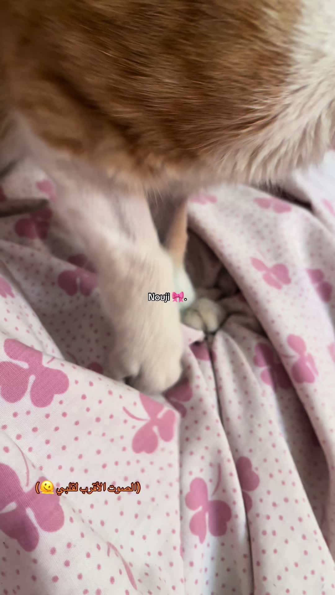 @kookooo🩷🎀
