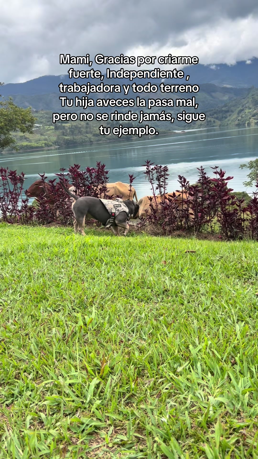 @André.Gask
