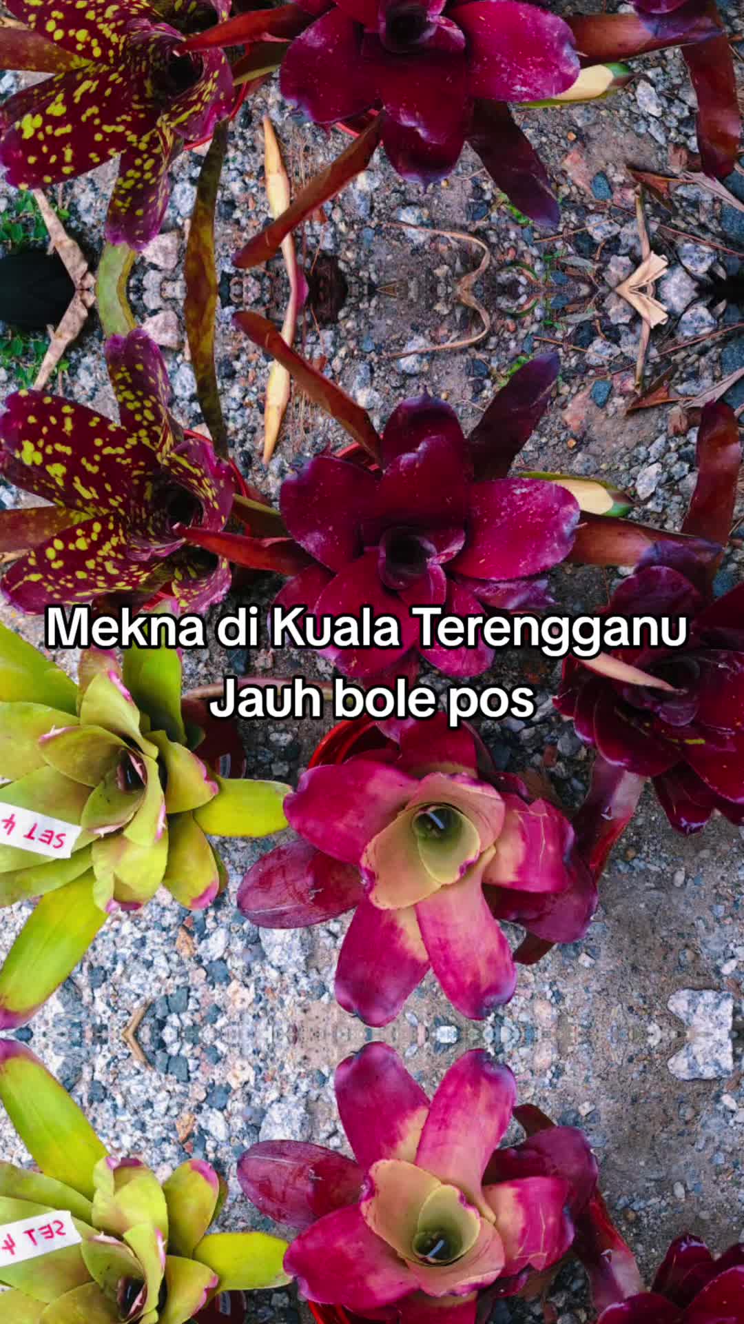 @MEKNA Garden