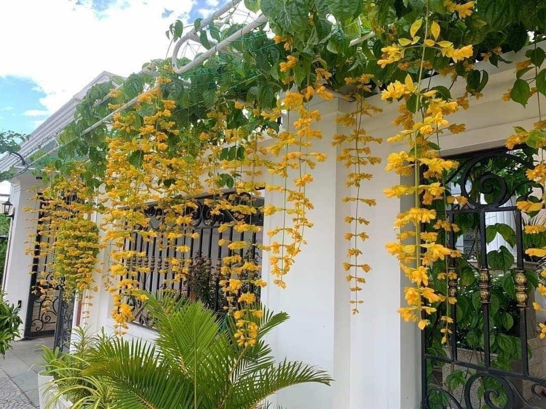 @Tiệm Lá Nhỏ