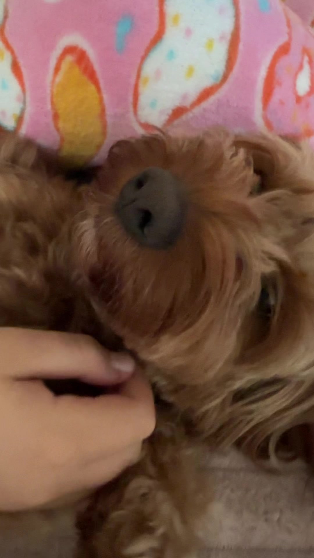 @Teddy the cutie pie