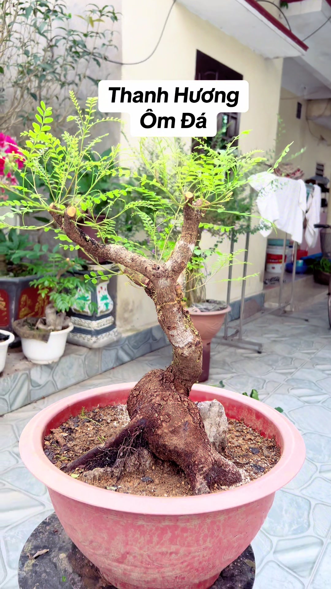 @Minh Phong Bonsai