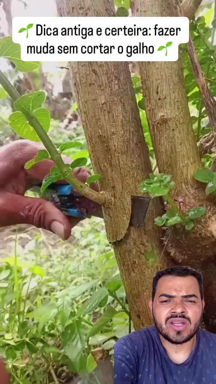 @Obrasilense