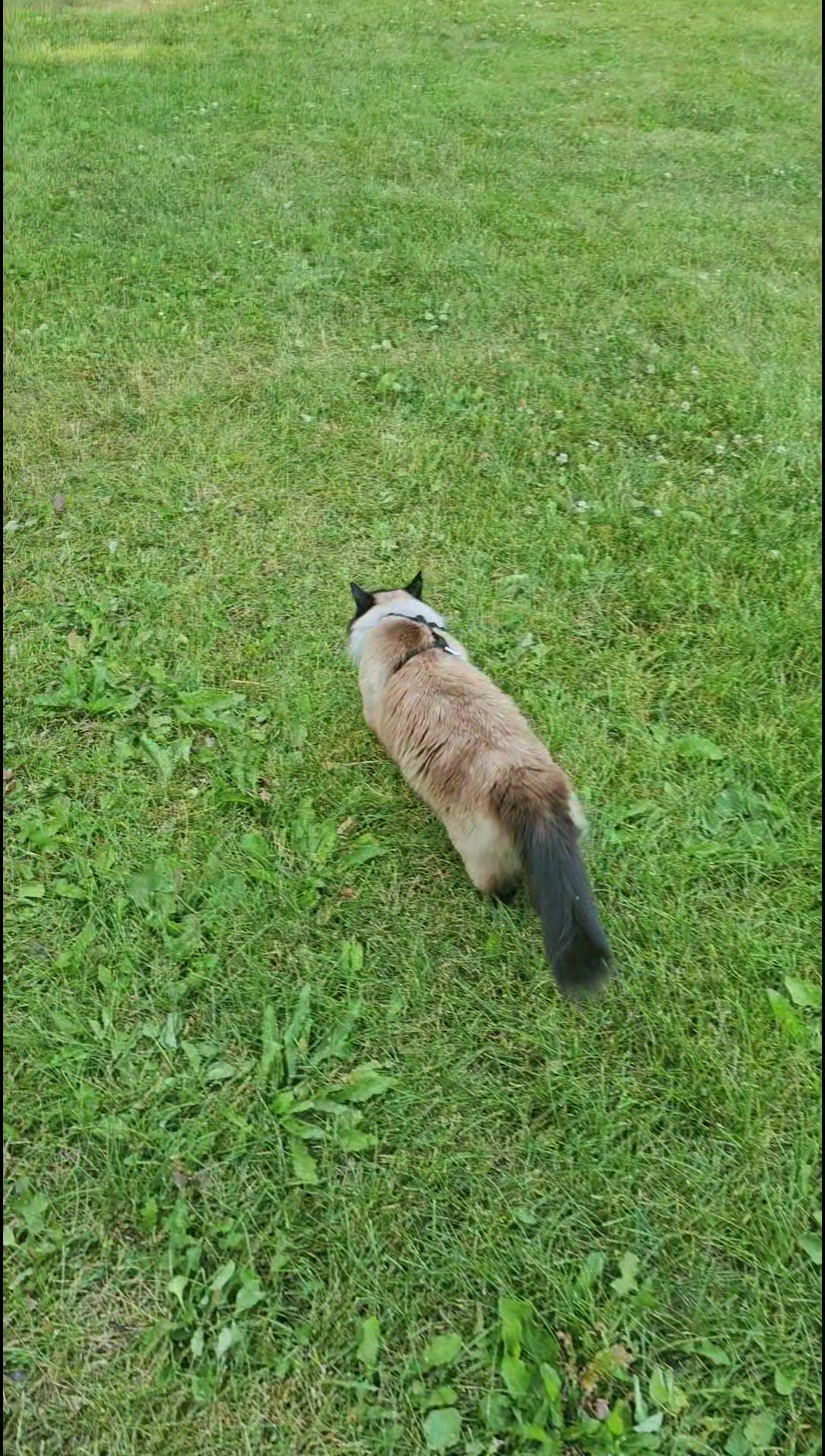 @PicklesTheCat2