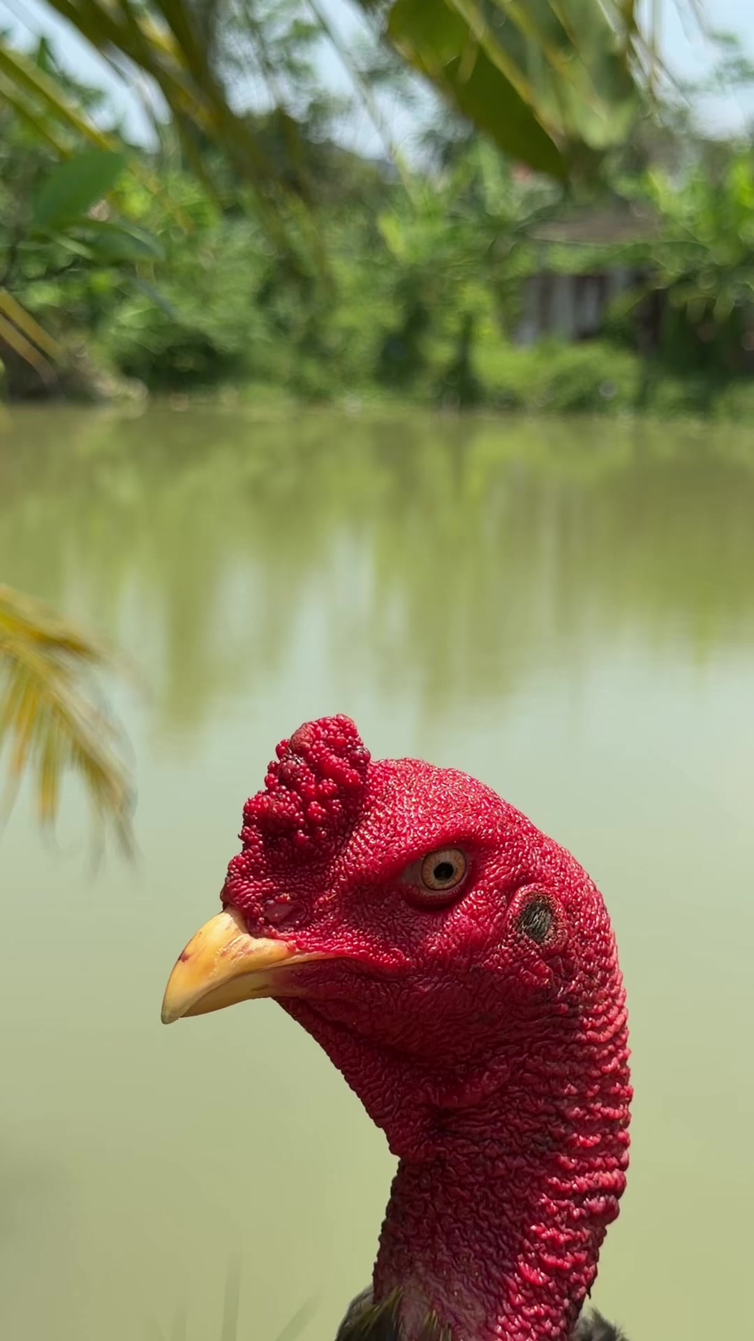 @Quốc kh&aacute;nh