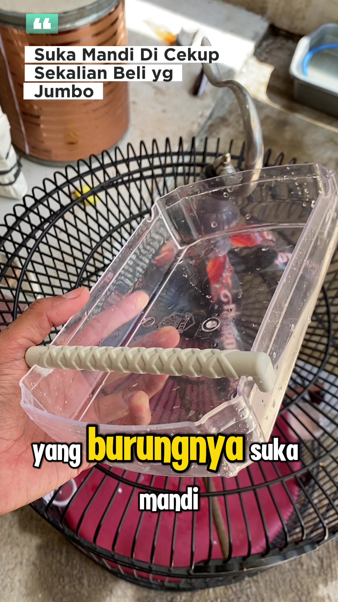 @kicau mart
