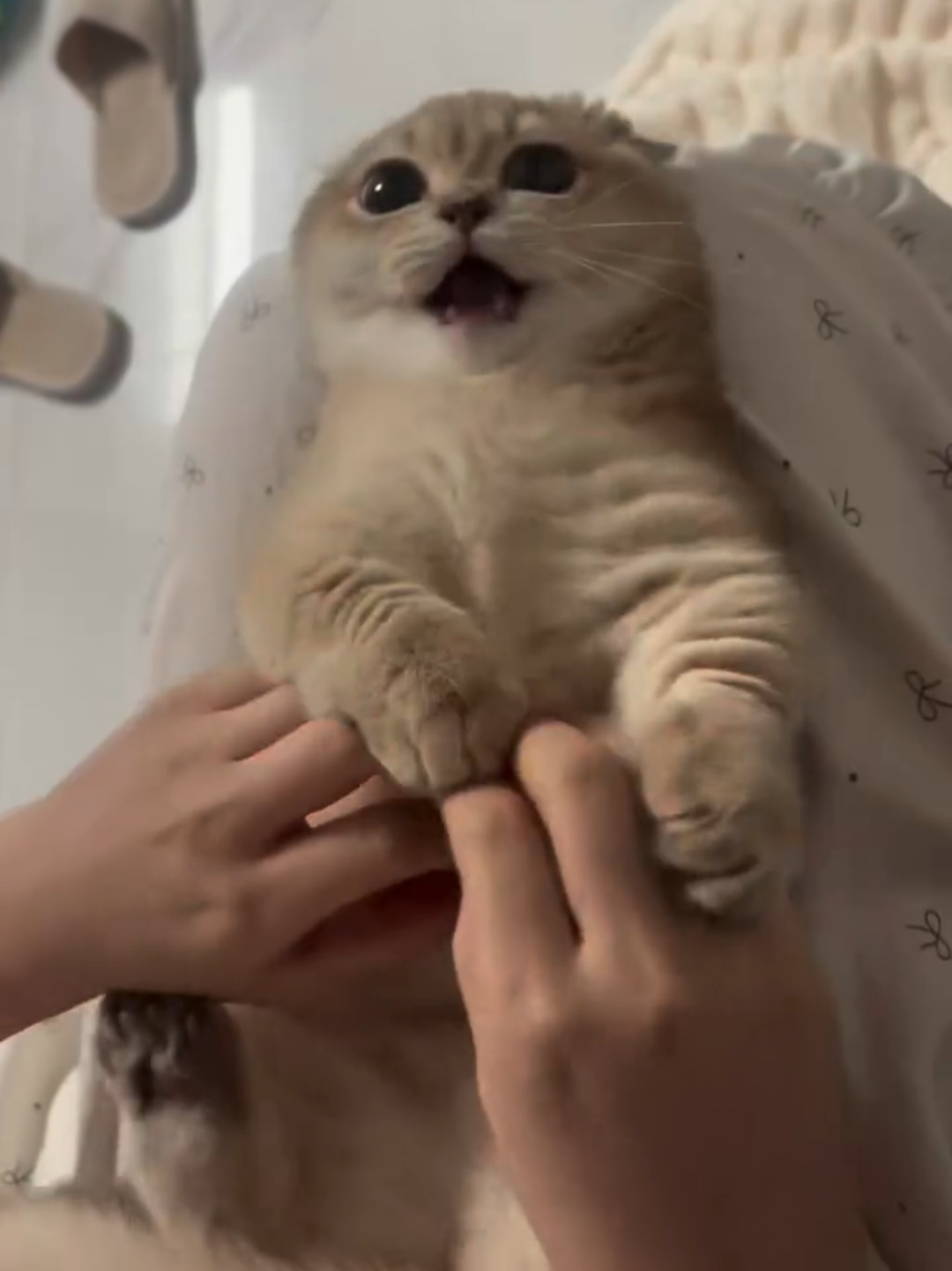 @Chonky World Of Cats