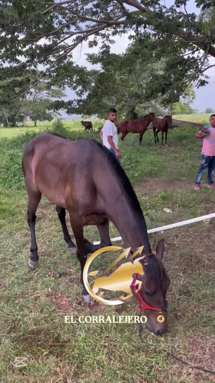 @elcorralejero