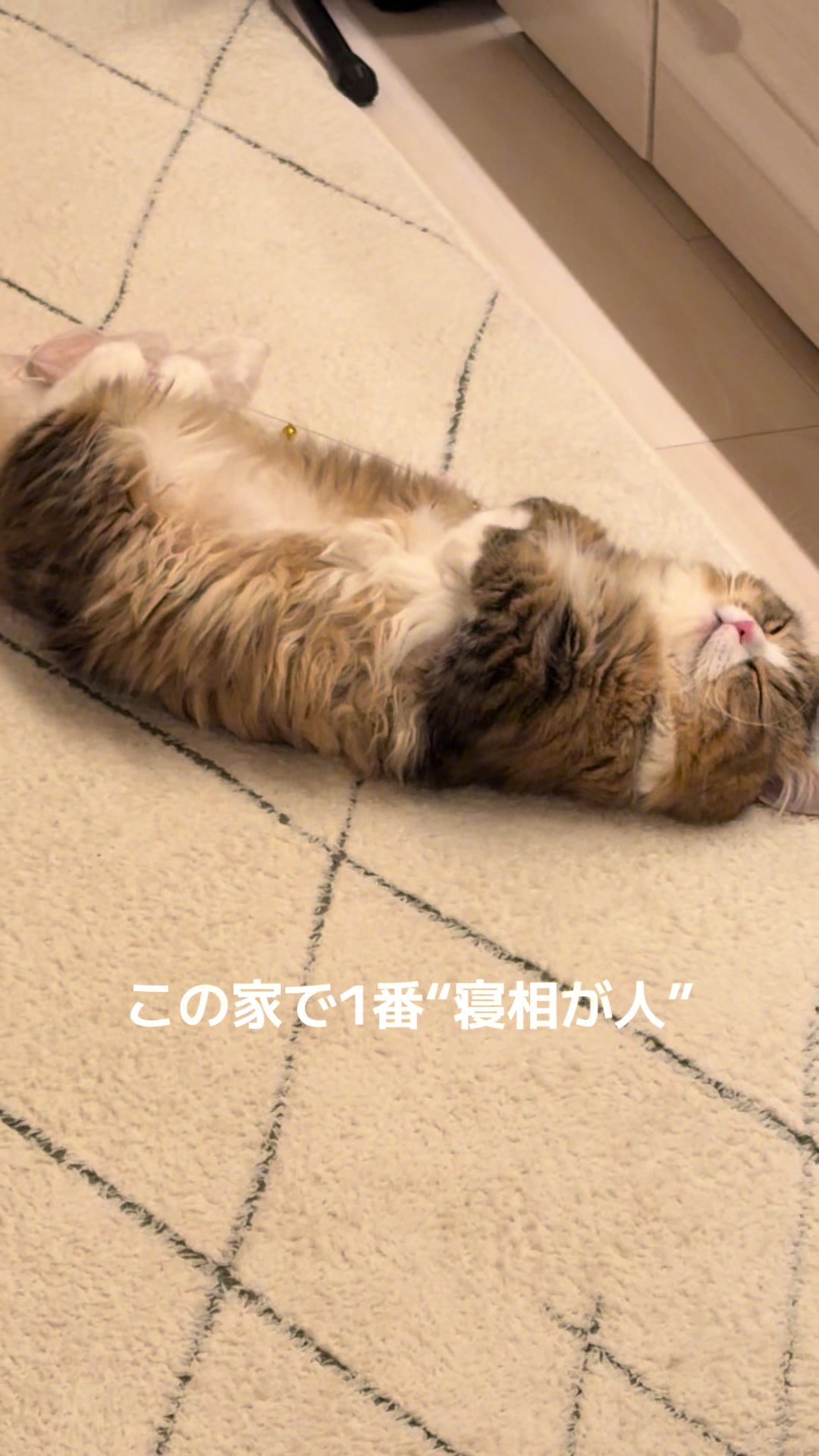 @ミヌエットのチャム
